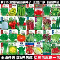 四季播盆栽阳台庭院香菜，黄蔬菜(黄蔬菜)种子