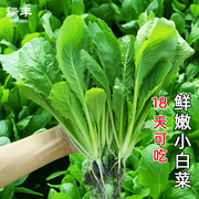 小白菜种子四季播水培青菜，春季秋季快菜蔬，菜种孑菜种籽阳台盆栽。
