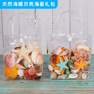 天然贝壳海螺壳摆件海星鱼缸，水族箱地台造景，装饰儿童科教礼物