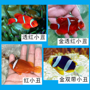 透红小丑鱼 海水观赏鱼海洋生物宠物鱼  金透红小丑 金双带小丑鱼