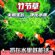 竹节草鱼缸水族箱造景鹿角藓虾躲避净化水质淡水新手易养阴性水草