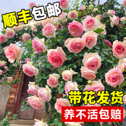 粉龙藤本月季花苗蒂娜浓香庭院植物阳花卉盆栽玫瑰爬藤蔷薇四季开