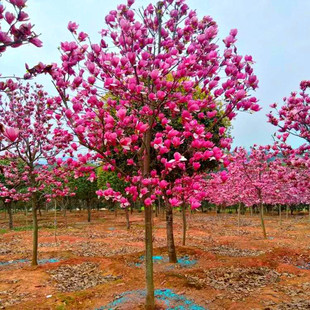 玉兰树苗工程绿化行道树红玉兰 白玉兰花紫玉兰 耐冻庭院风景树