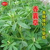 香草种子香囊草驱蚊草制作香包，中华香草籽香枕阳台盆栽庭院播