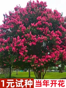 紫薇树苗庭院种植大红色大型美国红火箭紫薇花，树苗盆栽绿化风景树