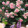 海蒂的花园月季花苗爬藤粉色龙沙宝石阳台庭院植物藤本树花卉盆栽