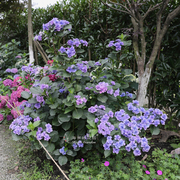 海蒂的花园绣球花苗妖精之瞳大花重瓣可调蓝阳台庭院植物花卉盆栽