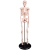 45cm高人体(高人体)骨骼模型骨架，骷髅骨头架子医学生，小白教学模.具四肢可