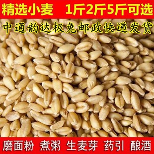 带皮小麦粒1斤5斤2食用磨面药引麦芽糖发芽苗草种子榨汁酿酒猫草