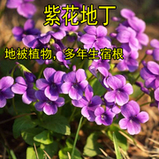 紫花地丁种子中材种子新采地丁籽，紫堇地丁花卉，种子庭院阳台花籽