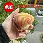 天然海洋贝壳鸟尾蛤超大海螺，贝壳珊瑚海星摆件，鱼缸造景标本收藏