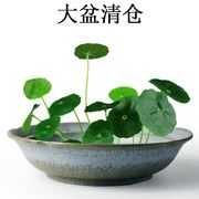 水仙花盆陶瓷无孔睡莲绿萝铜钱，草水培植物，花盆简约创意个性多肉盆