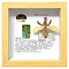 立体真昆虫标本相框图文介绍可做装饰摆件科普教学礼物盒子