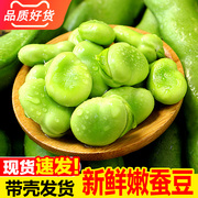 云南新鲜蚕豆5斤农家带壳生蚕豆，罗汉豆兰花胡豆佛青豆荚蔬菜3