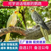 手养宠物可繁殖活体会学说话玄凤鹦鹉中小型黄化玄凤一对鹦鹉活鸟
