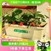 阳台种菜盆塑料长方形草莓盆家庭专用种菜神器室内盆栽蔬菜种植