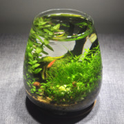 生态瓶微景观生态小鱼缸免换水diy办公桌面创意情侣礼物小鱼虾缸