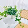 爆盆垂吊常春藤北欧ins空调上客厅室内桌面绿植花卉盆栽植物
