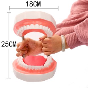 牙齿模型 牙医教学刷大假牙备牙幼儿园练习儿童 牙科口腔摆件