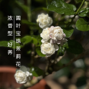 圆叶宝珠花香朵大横县茉莉盆栽花香夏季花卉绿植办公室阳台庭院