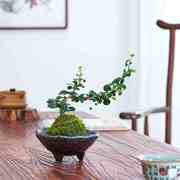 六月雪盆栽福建茶苔藓球米竹盆景绿植水培植物，中式禅意摆件微景观
