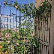 花架爬藤架铁线莲铁艺支架月季花园艺攀爬网架子种植植物室外栅栏