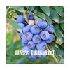 蓝莓苗果树原土带花带果蓝莓树苗南北方种植盆栽地栽结果大苗兰梅