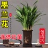 墨兰兰花苗大花卉盆栽，室内浓香绿植物金边企黑贺岁兰四季好养