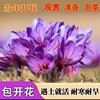 番红花种球多年生藏红花球根盆栽花苗，可食用易成活(易成活)耐寒花卉种籽孑