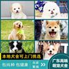 广州犬舍出售纯种阿拉斯加犬阿拉斯加幼犬，宠物狗详情请咨询客服
