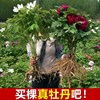 正宗洛阳牡丹花苗大苗花卉植物室内花易活好养盆栽庭院牡丹花树苗