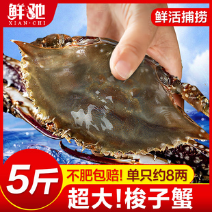 舟山冷冻梭子蟹，特大野生螃蟹新鲜海蟹，鲜活飞蟹海鲜水产