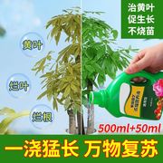 园艺浓缩植物营养液通用型发财树富贵竹水培盆栽多肉绿萝营养肥料