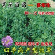紫花苜蓿草种子多年生苜蓿种子四季高产苜蓿菜猪牛羊鸡鱼牧草种子