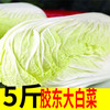 山东白菜新鲜蔬菜大白菜火锅蔬菜农家自种胶东5斤装10