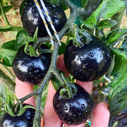 黑番茄种子苗紫黑色小西红柿西黑柿秧蔬菜种籽黑钻圣女果孑果苗