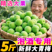 新鲜福建青梅鲜果泡酒专用现摘梅子盐渍诏高山酸梅子大果安脆梅5