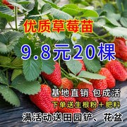 日本章姬奶油草莓苗室内阳台，盆栽水果苗南方北方四季种植当年结果