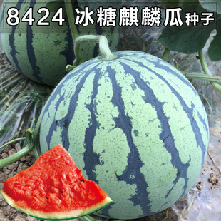 8424麒麟无籽西瓜种子籽，特大高产巨型甜王阳台瓜果苗小水果种孑