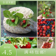 进口高山草莓种子 吕根 Rugen 四季阳台盆栽花卉可食用