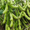 交大18大粒毛豆种子种籽孑黄豆大豆春季特早熟大全菜种高产四季