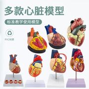 11人体心脏解剖模型，b超彩超心脏模型，拆卸医学自然大心脏教学