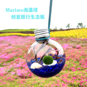 幸福海藻球marimo球藻diy水培微景观生态瓶，创意桌面迷你植物