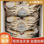 6斤全母梭子蟹4-9两连云港新鲜冰冷速急冻香辣螃，蟹肥大号海鲜残蟹