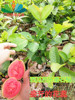 台湾西瓜芭乐四季番石榴果树苗，红心番石榴南方种植庭院优良品种树
