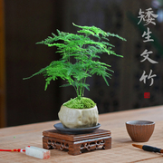 文竹创意小盆q栽盆景迷你室内花卉常绿植物办公室书房茶台绿植桌