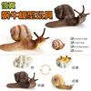 仿真昆虫动物蜗牛成长模型玩具静态装饰摆件科教育认知儿童礼物