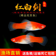 红白小型热带鱼燕尾红箭鱼苹果鸳鸯发财鱼招财鱼尾观赏鱼