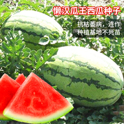 懒汉瓜王西瓜种子巨型无籽，麒麟甜王种籽抗病抗裂春季四季水果种孑