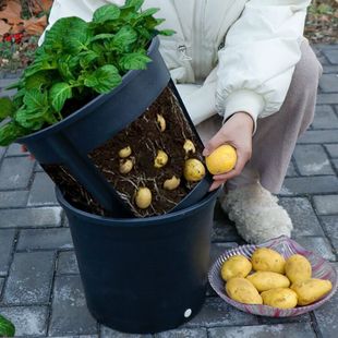 土豆种植盆生姜蔬菜种植塑料花盆盆栽家庭阳台庭院种植加厚